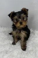 Jelly, a female Yorkshire Terrier for sale in Bronx, NY – Photo 2 of 10