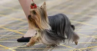 Jelly, a female Yorkshire Terrier for sale in Bronx, NY – Photo 6 of 10