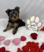 Jelly, a female Yorkshire Terrier for sale in Bronx, NY – Photo 3 of 10
