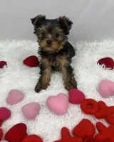 Jelly, a female Yorkshire Terrier for sale in Bronx, NY – Photo 1 of 10