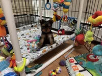 Jelly, a female Yorkshire Terrier for sale in Bronx, NY – Photo 5 of 10