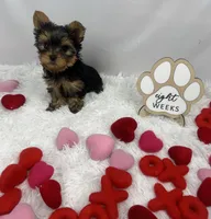 Bean, a male Yorkshire Terrier for sale in Bronx, NY – Photo 6 of 10