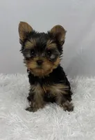 Bean, a male Yorkshire Terrier for sale in Bronx, NY – Photo 2 of 10