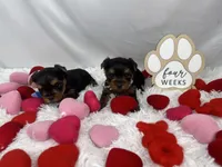 Bean, a male Yorkshire Terrier for sale in Bronx, NY – Photo 8 of 10