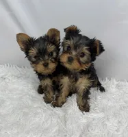 Bean, a male Yorkshire Terrier for sale in Bronx, NY – Photo 9 of 10