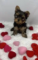 Bean, a male Yorkshire Terrier for sale in Bronx, NY – Photo 1 of 10