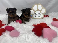 Bean, a male Yorkshire Terrier for sale in Bronx, NY – Photo 7 of 10