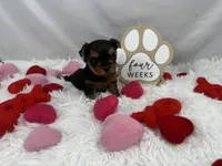 Bean, a male Yorkshire Terrier for sale in Bronx, NY – Photo 10 of 10