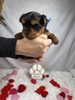 Bean, a male Yorkshire Terrier for sale in Bronx, NY – Photo 4 of 10