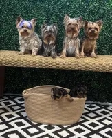 Bean, a male Yorkshire Terrier for sale in Bronx, NY – Photo 3 of 10
