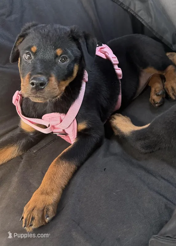 Pinky – Rottweiler puppy for sale in Bakersfield, CA