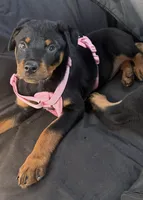 Pinky, a female Rottweiler for sale in Bakersfield, CA – Photo 1 of 2