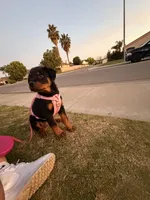 Pinky, a female Rottweiler for sale in Bakersfield, CA – Photo 2 of 2