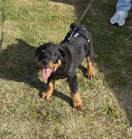 Beige , a male Rottweiler for sale in Bakersfield, CA – Photo 1 of 4