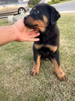 Beige , a male Rottweiler for sale in Bakersfield, CA – Photo 4 of 4