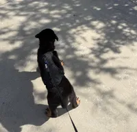 Beige , a male Rottweiler for sale in Bakersfield, CA – Photo 3 of 4