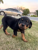 Beige , a male Rottweiler for sale in Bakersfield, CA – Photo 2 of 4