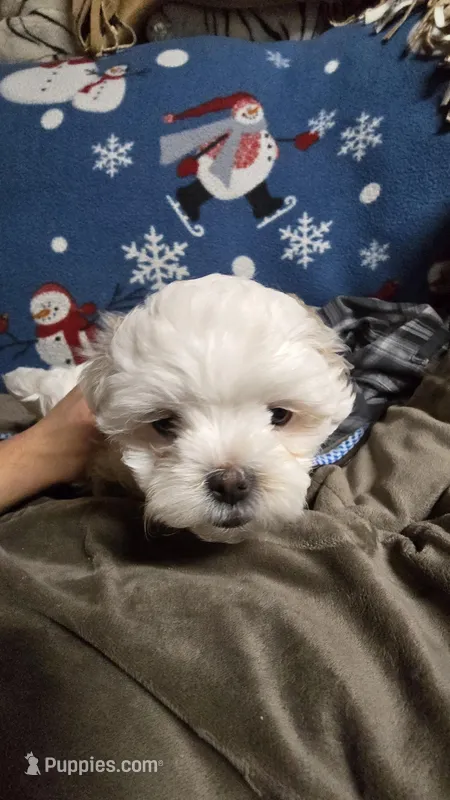 Malshi female puppy – Portuguese Water Dog, Mal Shi puppy for sale in Ukiah, CA