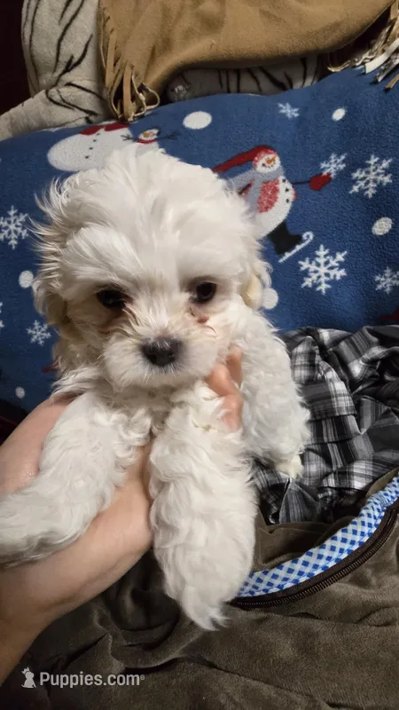 Malshi male puppy – Portuguese Water Dog, Mal Shi puppy for sale in Ukiah, CA