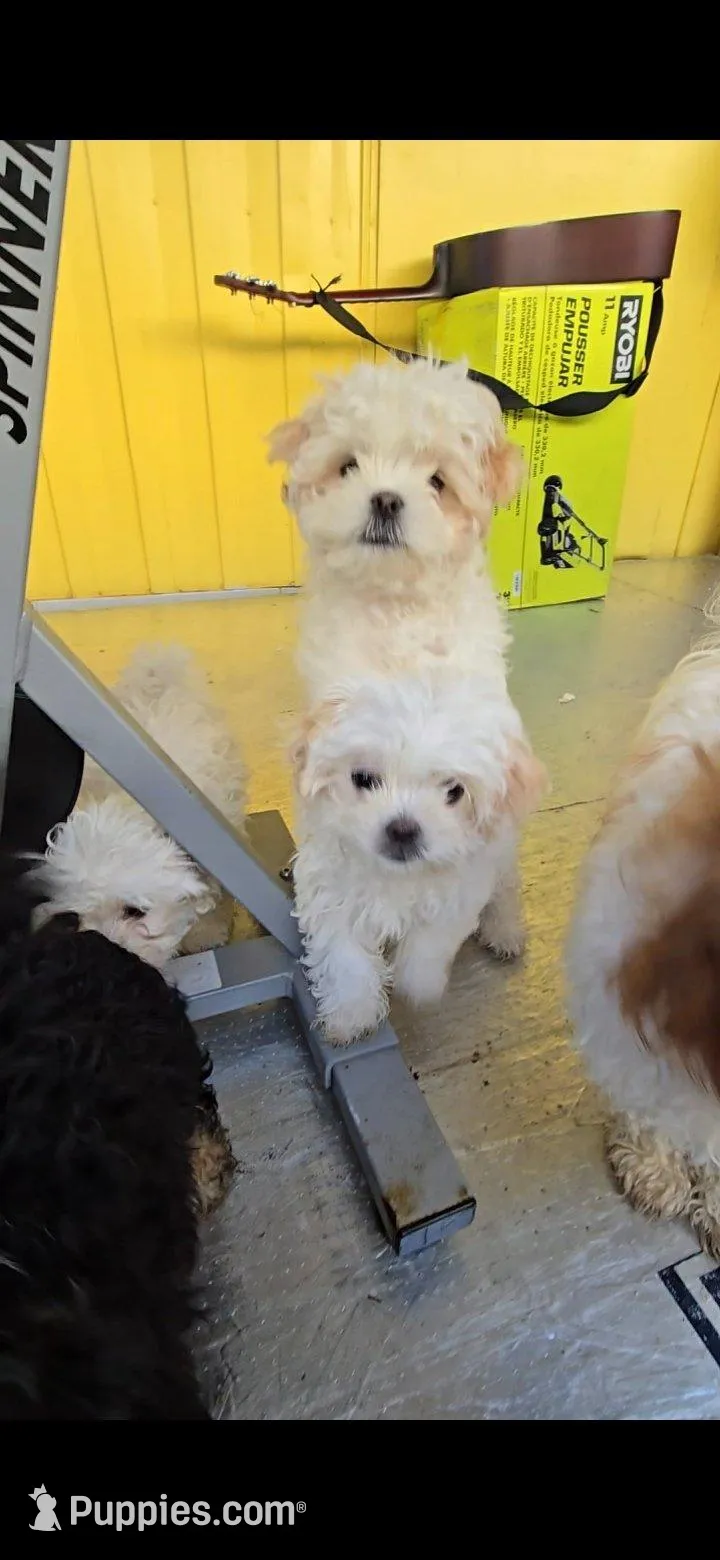 Malshi male puppy, a male Portuguese Water Dog and Mal Shi for sale in Ukiah, CA – Photo 2 of 4