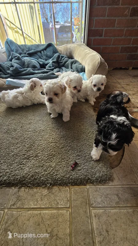 Malshi/Portuguese Waterdog puppies