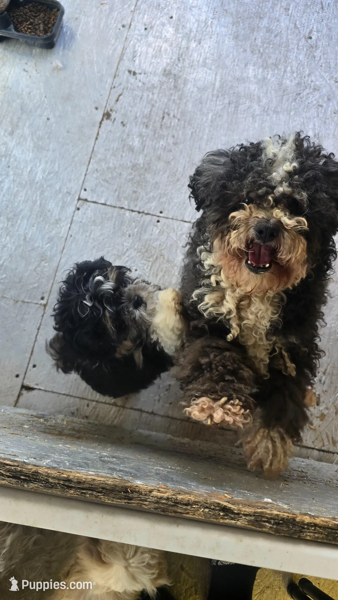 Male malshi pup, a male Portuguese Water Dog and Mal Shi for sale in Ukiah, CA – Photo 6 of 6