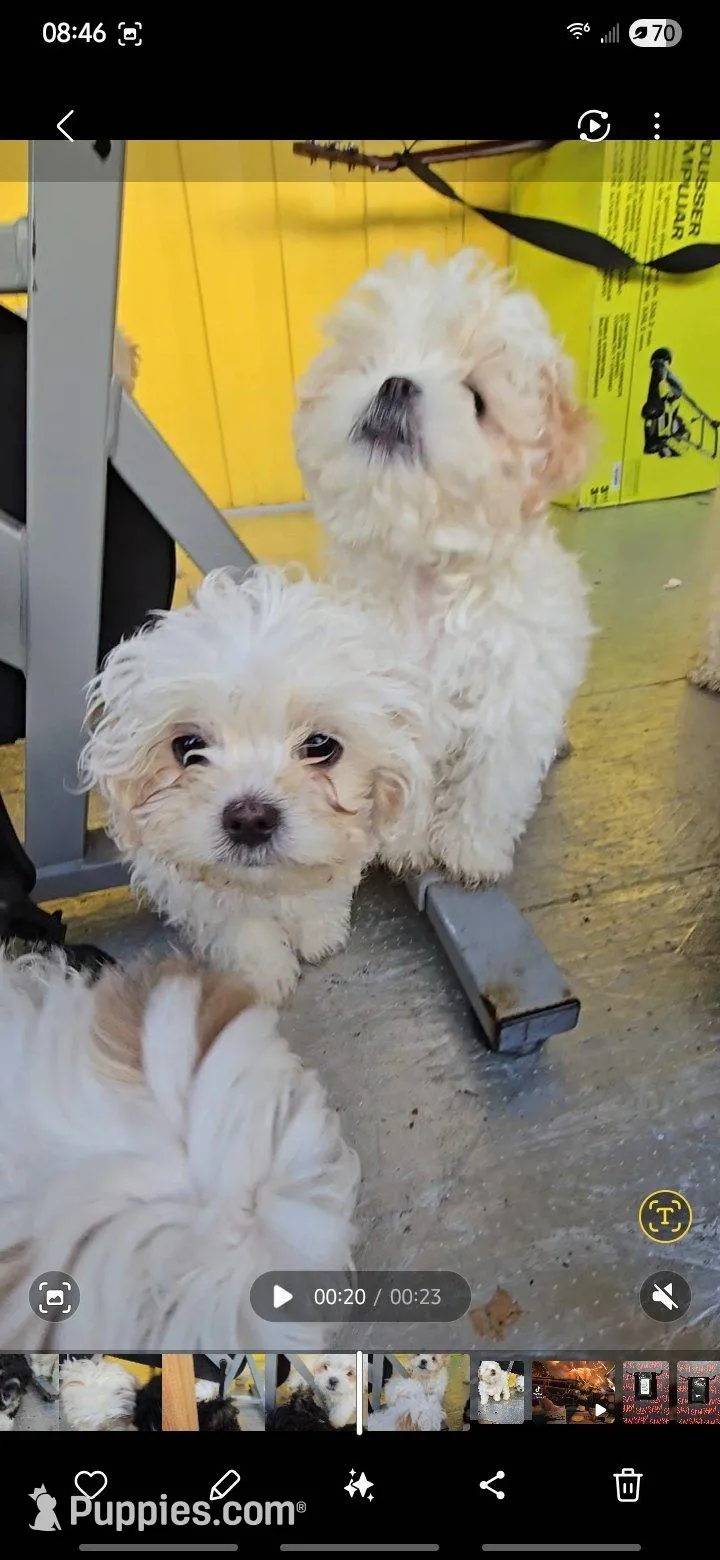 Malshi male puppy, a male Portuguese Water Dog and Mal Shi for sale in Ukiah, CA – Photo 2 of 4