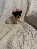 Jazzy , a female Yorkipoo for sale in Muldrow, OK – 4 of 10