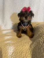 Raka , a female Yorkshire Terrier for sale in Muldrow, OK – 2 of 4
