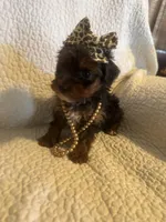 Skye, a female Yorkipoo for sale in Muldrow, OK – Photo 5 of 10