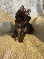 Skye, a female Yorkipoo for sale in Muldrow, OK – Photo 6 of 10