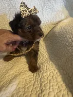 Skye, a female Yorkipoo for sale in Muldrow, OK – Photo 3 of 10