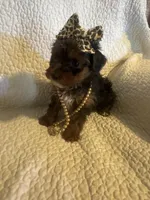 Skye, a female Yorkipoo for sale in Muldrow, OK – Photo 2 of 10