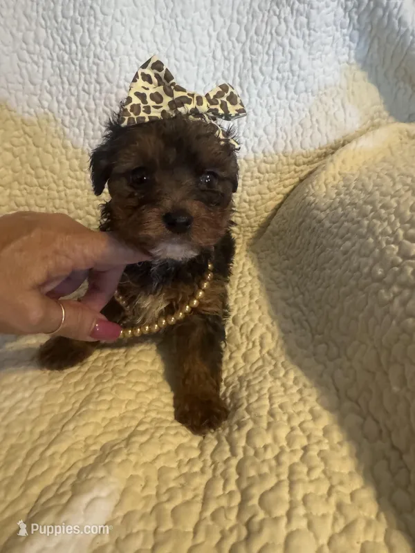 Skye – Yorkipoo puppy for sale in Muldrow, OK