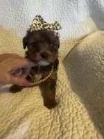 Skye, a female Yorkipoo for sale in Muldrow, OK – Photo 1 of 10