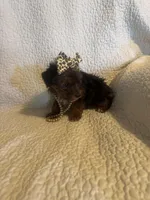 Skye, a female Yorkipoo for sale in Muldrow, OK – Photo 10 of 10