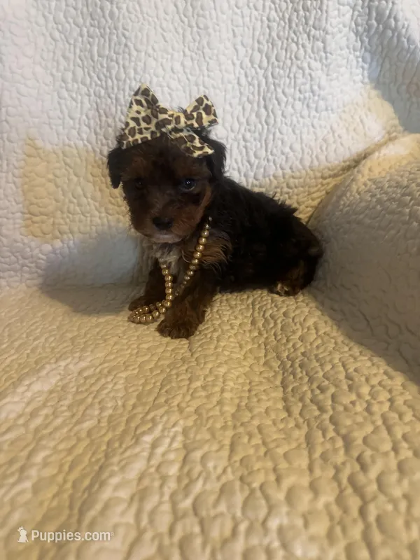 Skye – Yorkipoo puppy for sale in Muldrow, OK