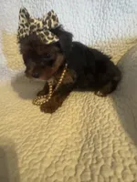 Skye, a female Yorkipoo for sale in Muldrow, OK – Photo 4 of 10