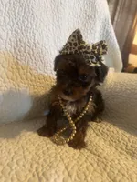 Skye, a female Yorkipoo for sale in Muldrow, OK – Photo 9 of 10