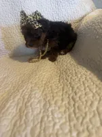 Skye, a female Yorkipoo for sale in Muldrow, OK – Photo 7 of 10