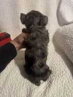 Lila, a female Yorkipoo for sale in Muldrow, OK – Photo 2 of 2