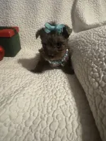 Lila, a female Yorkipoo for sale in Muldrow, OK – Photo 1 of 2