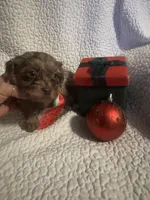 Winston, a male Yorkipoo for sale in Muldrow, OK – Photo 1 of 2