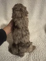 Winston, a male Yorkipoo for sale in Muldrow, OK – Photo 2 of 2