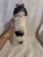 Jazzy , a female Yorkipoo for sale in Muldrow, OK – 3 of 10