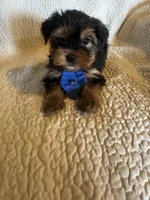 Tobie, a male Yorkshire Terrier for sale in Muldrow, OK – Photo 6 of 10