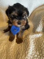 Tobie, a male Yorkshire Terrier for sale in Muldrow, OK – Photo 4 of 10