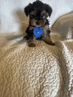 Tobie, a male Yorkshire Terrier for sale in Muldrow, OK – Photo 5 of 10