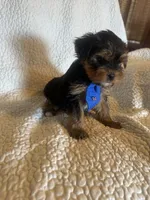 Tobie, a male Yorkshire Terrier for sale in Muldrow, OK – Photo 9 of 10