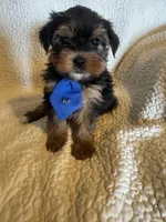 Tobie, a male Yorkshire Terrier for sale in Muldrow, OK – Photo 2 of 10
